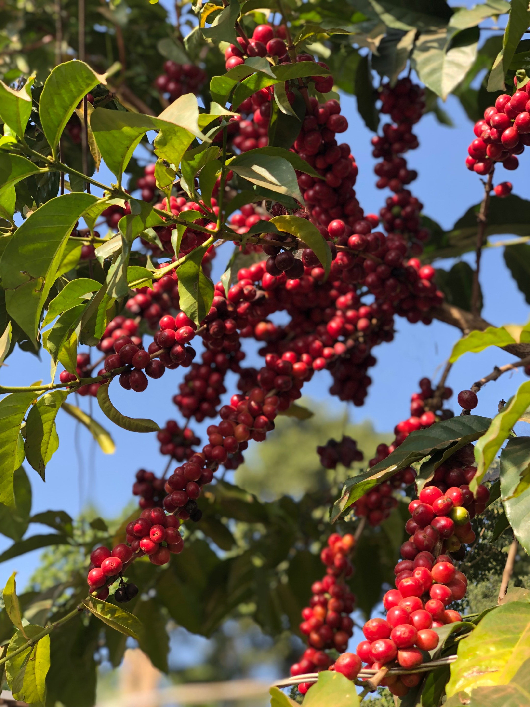 Coffee cherries on tree