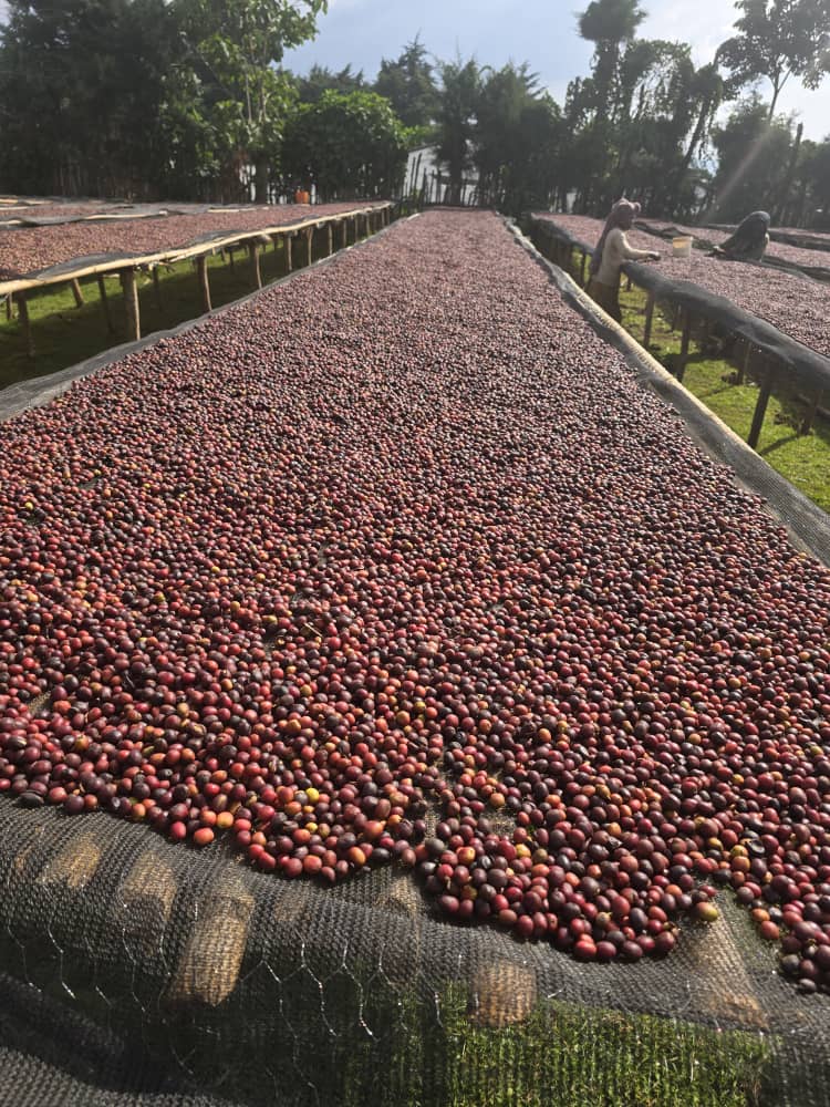 Coffee cherries drying on raised beds