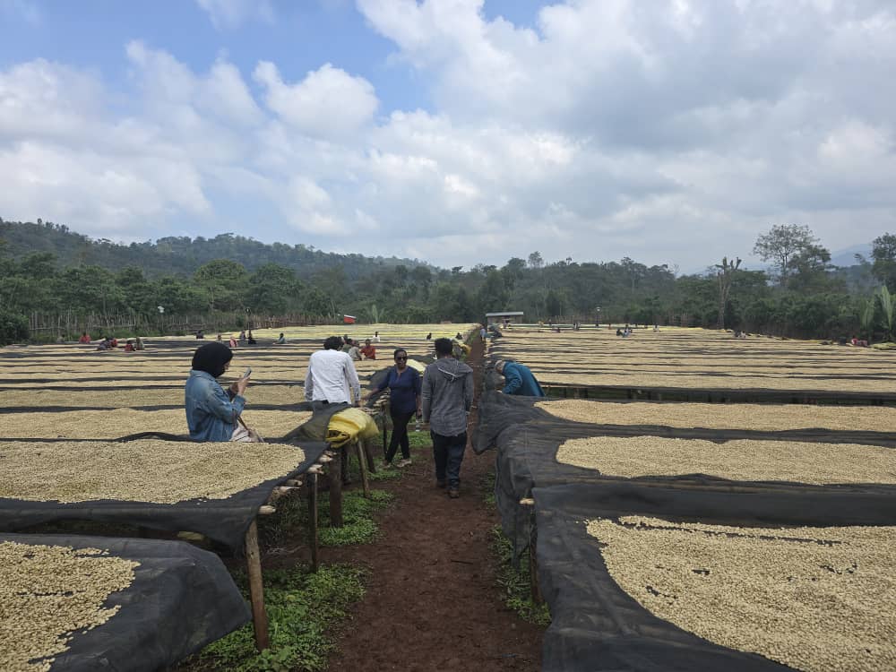 Workers at coffee processing facility