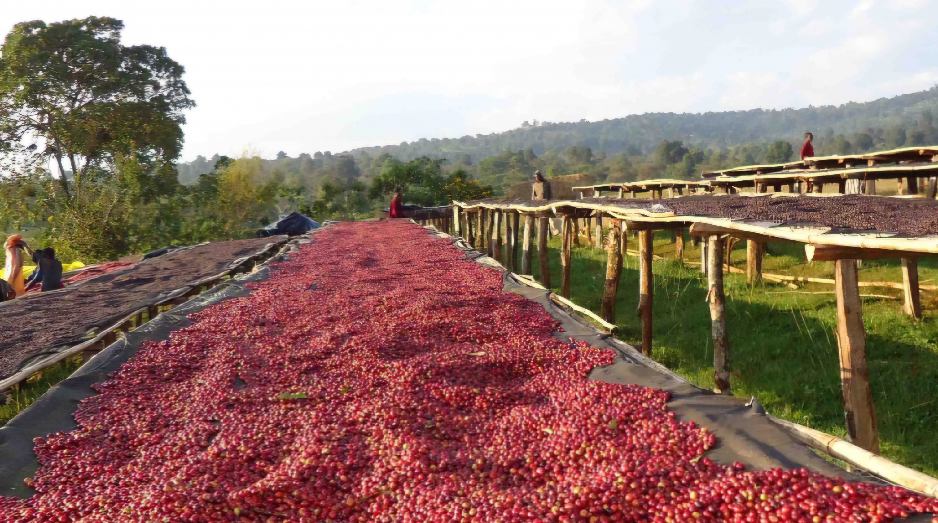 Sun-Dried Excellence